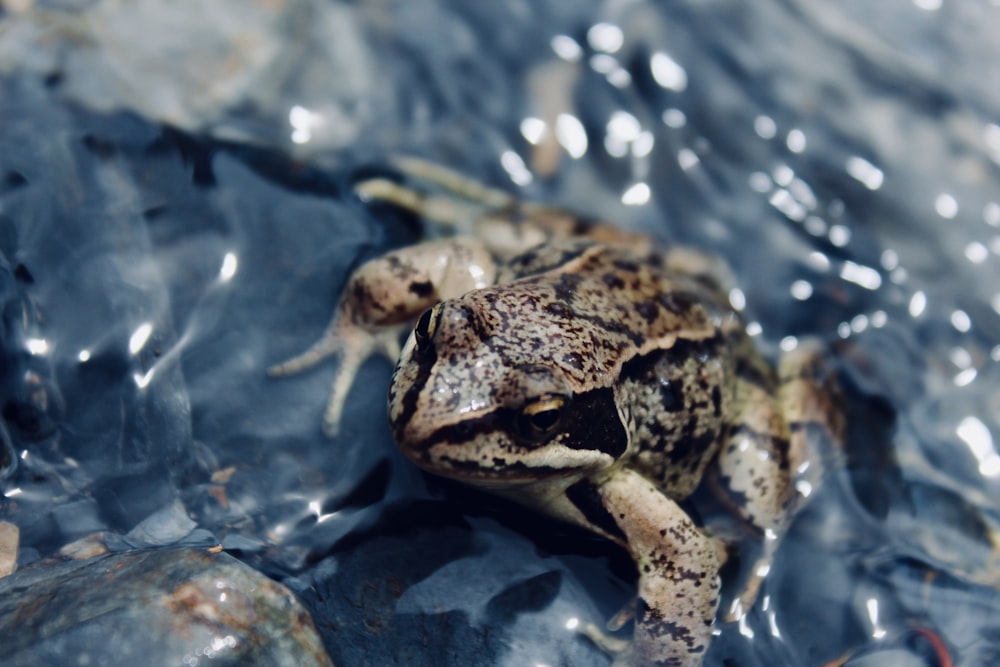 Fotografía macro de rana marrón y negra en el cuerpo de agua