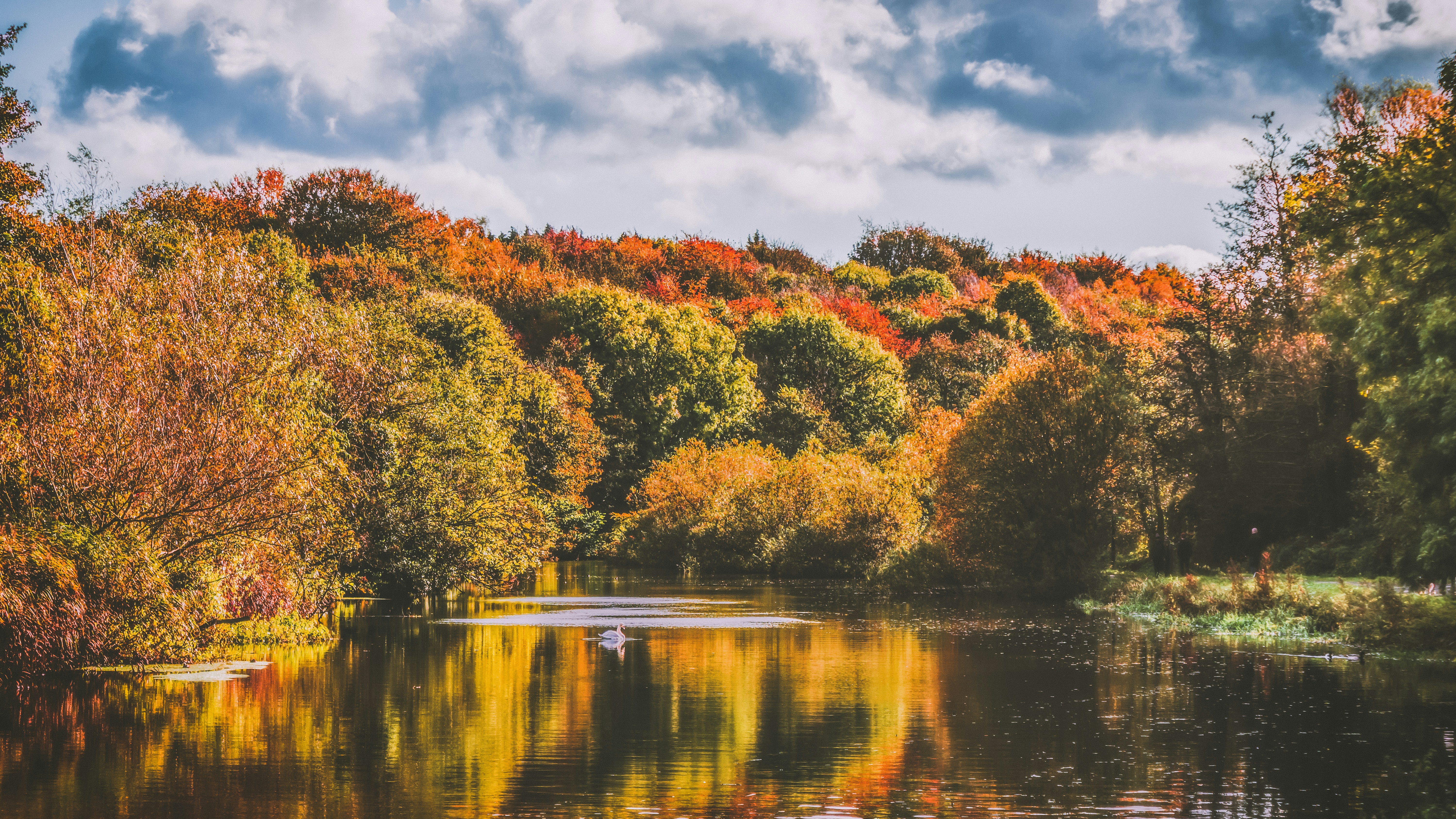green-leafed trees, A swan swims the River Lagan surrounded by autumnal splendor.