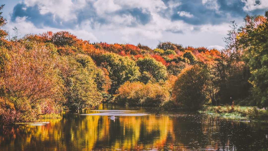 green-leafed trees, A swan swims the River Lagan surrounded by autumnal splendor.