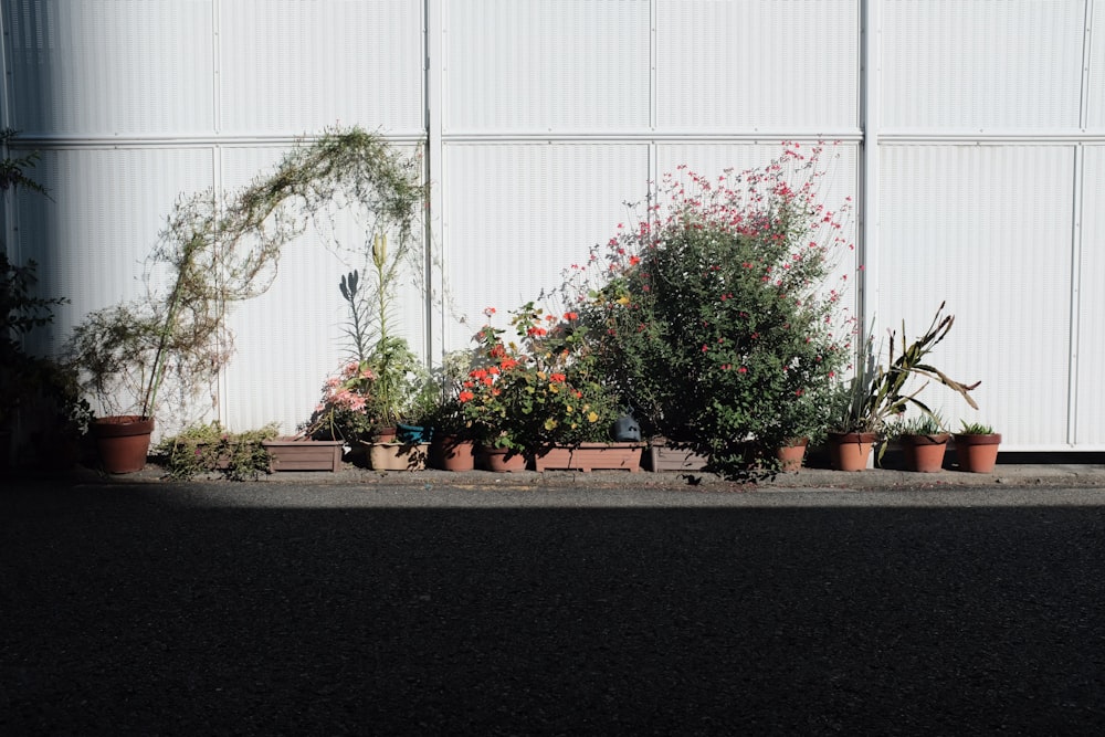 plants in pots beside white wall