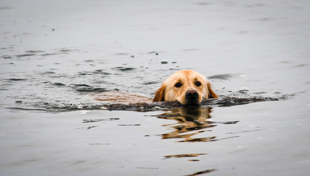 dog swimming on sea