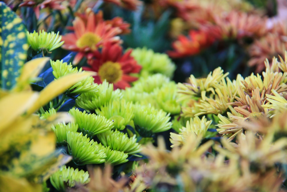 selective focus photo of green flowers