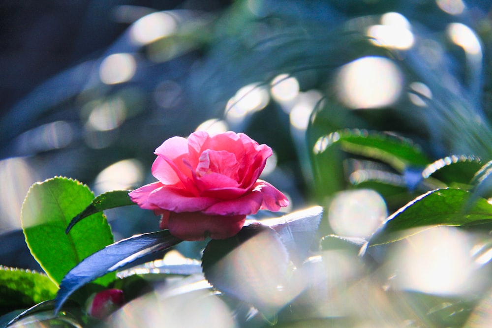 selective focus photo of pink-petaled flower