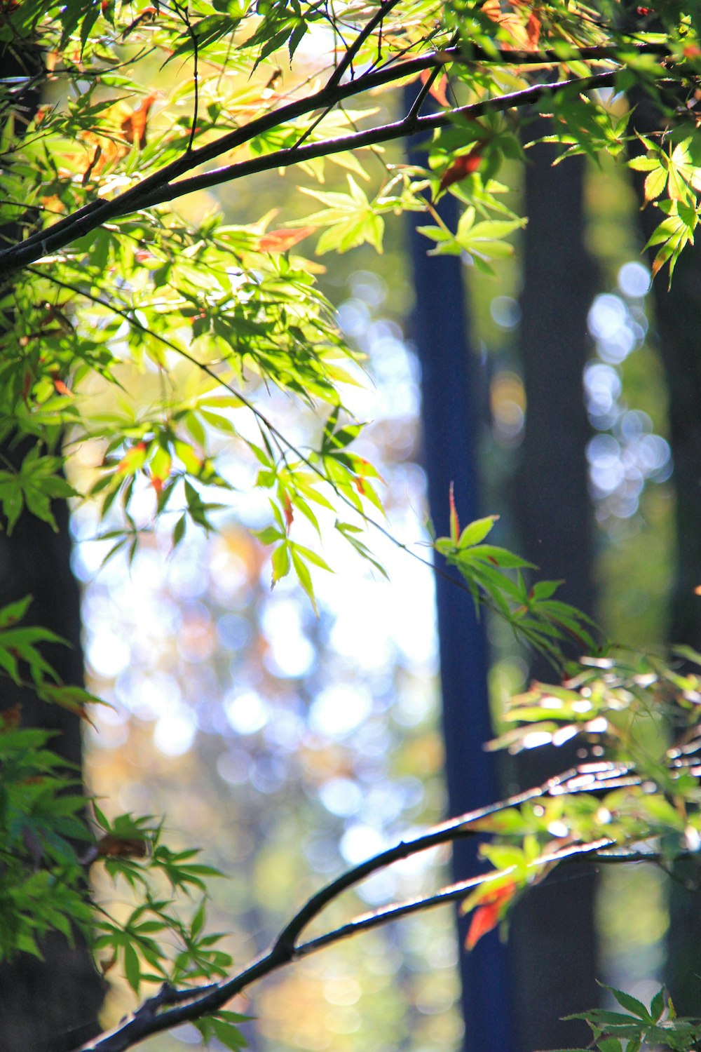 selective focus photo of green-leafed tree