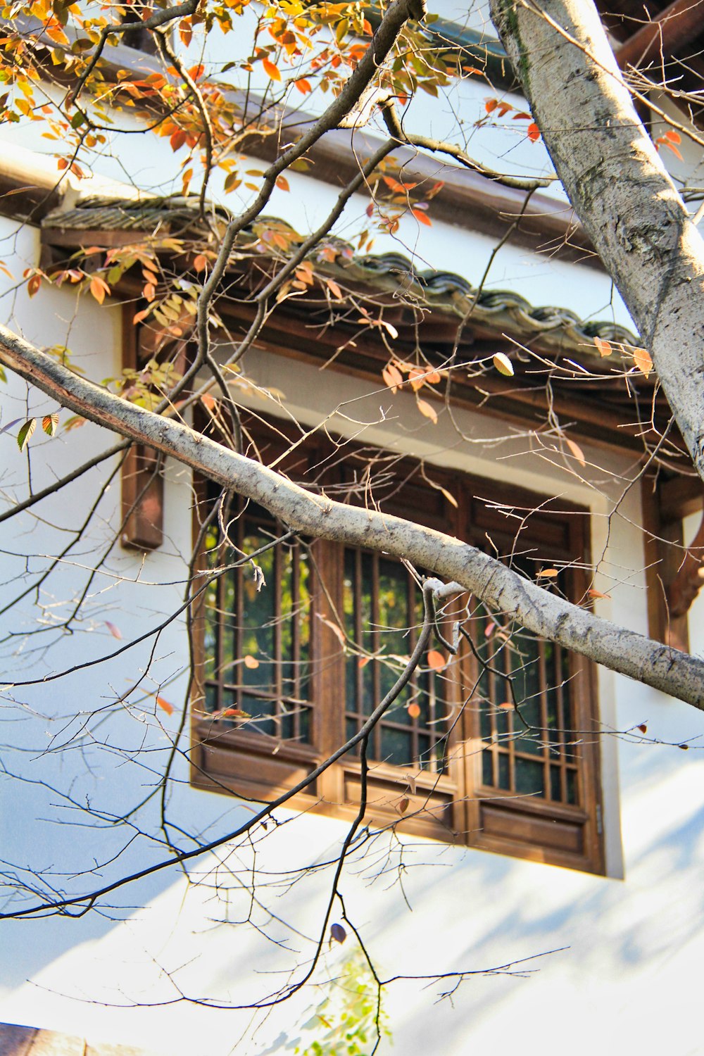 a white building with a window and a tree in front of it