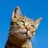 silver tabby cat
