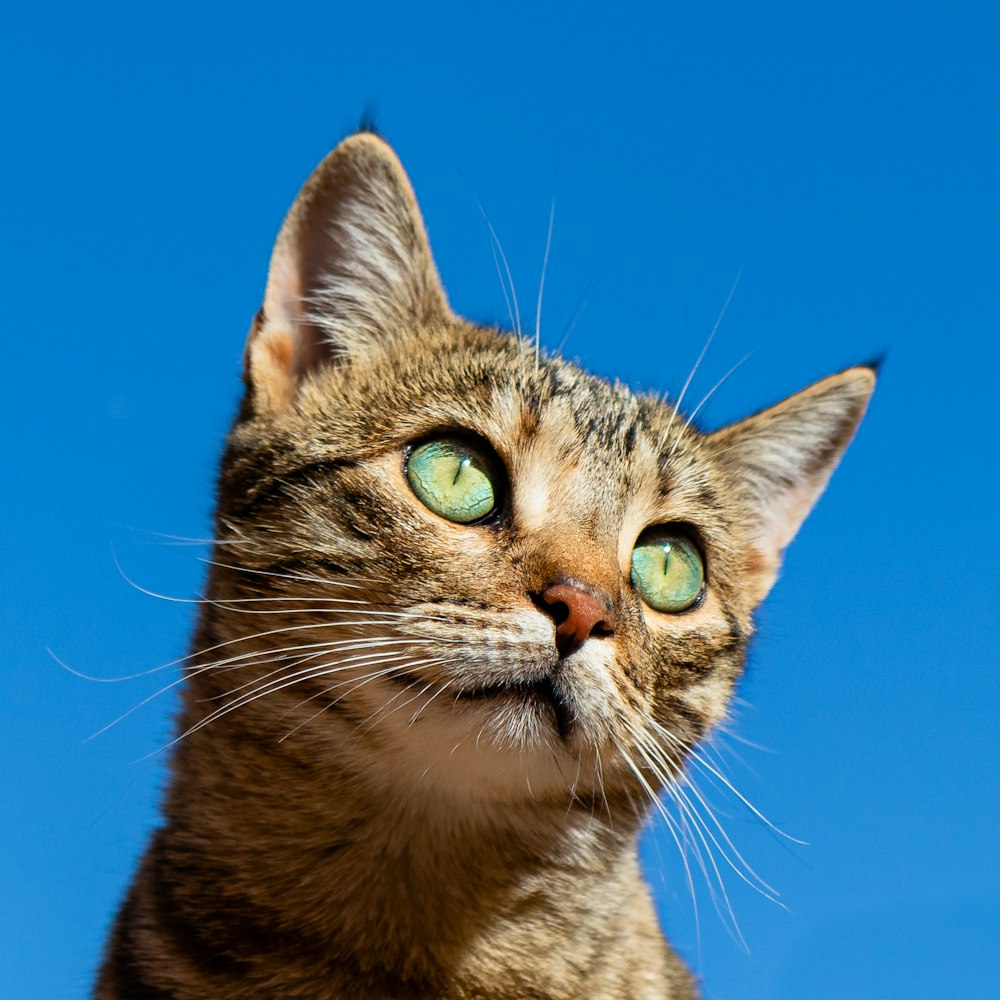 silver tabby cat eyes photo
