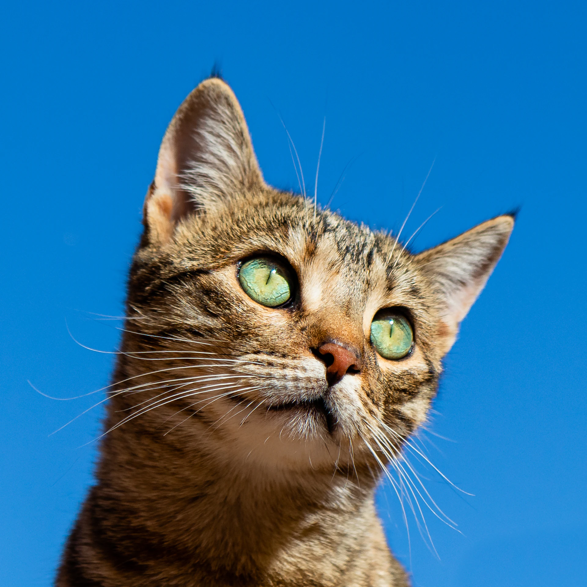 The quiet signs your cat isn't feeling well