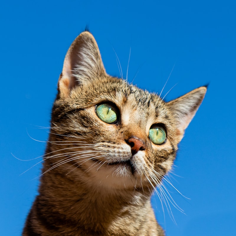 Cute cat