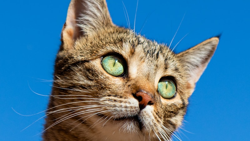 KURIO FAMILY:Zackary 幫 Luna 與 Mochi 洗澡