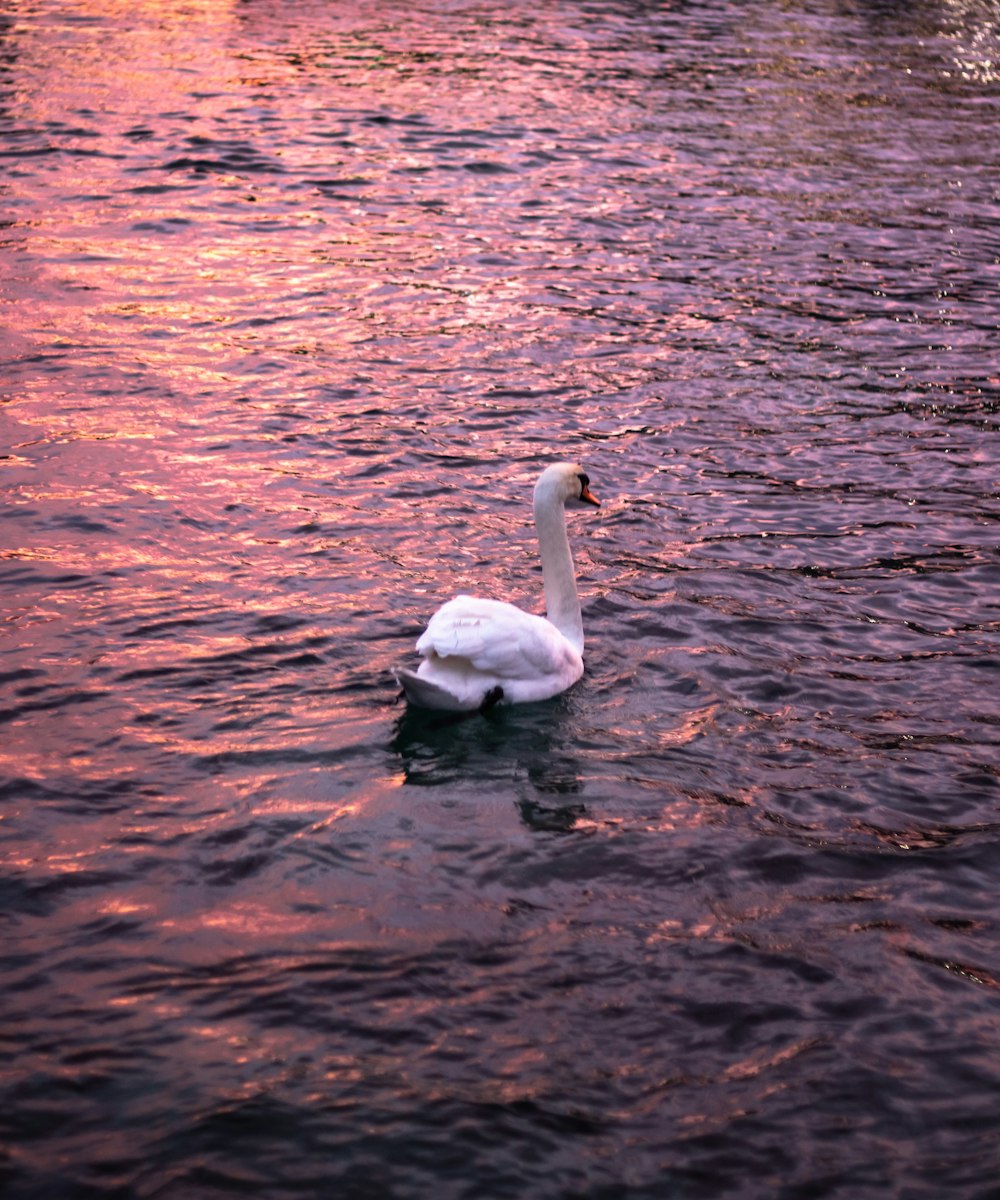 white swan at pond