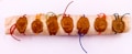 A series of seven wax seals, each embossed with different symbols, are attached to a wooden scroll. The seals are connected by colorful strings, including red, orange, green, blue, and black. The symbols on the seals include a menorah, grapes, a crown, a Star of David, a fish, and other intricate designs.