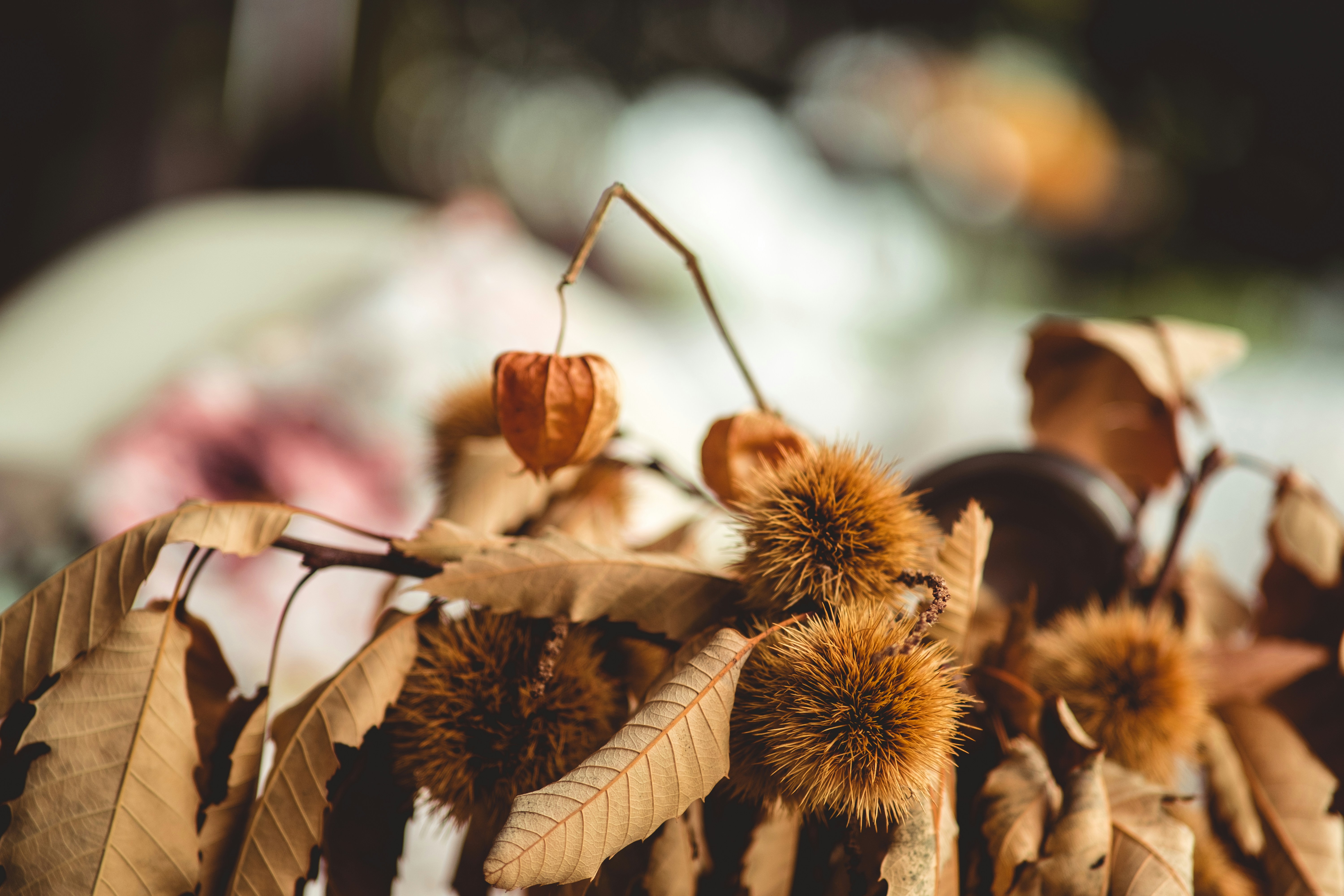 brown leaf plant chestnuts teams background