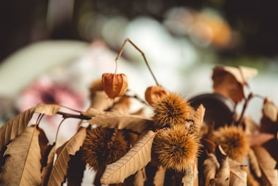 brown leaf plant chestnuts zoom background