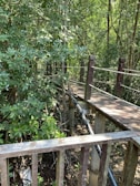 Visitors enjoying a walk through the lush monkey forest.