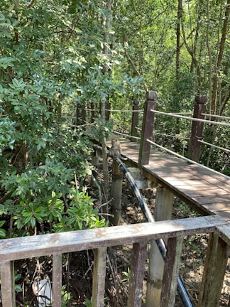 Visitors enjoying a walk through the lush monkey forest.
