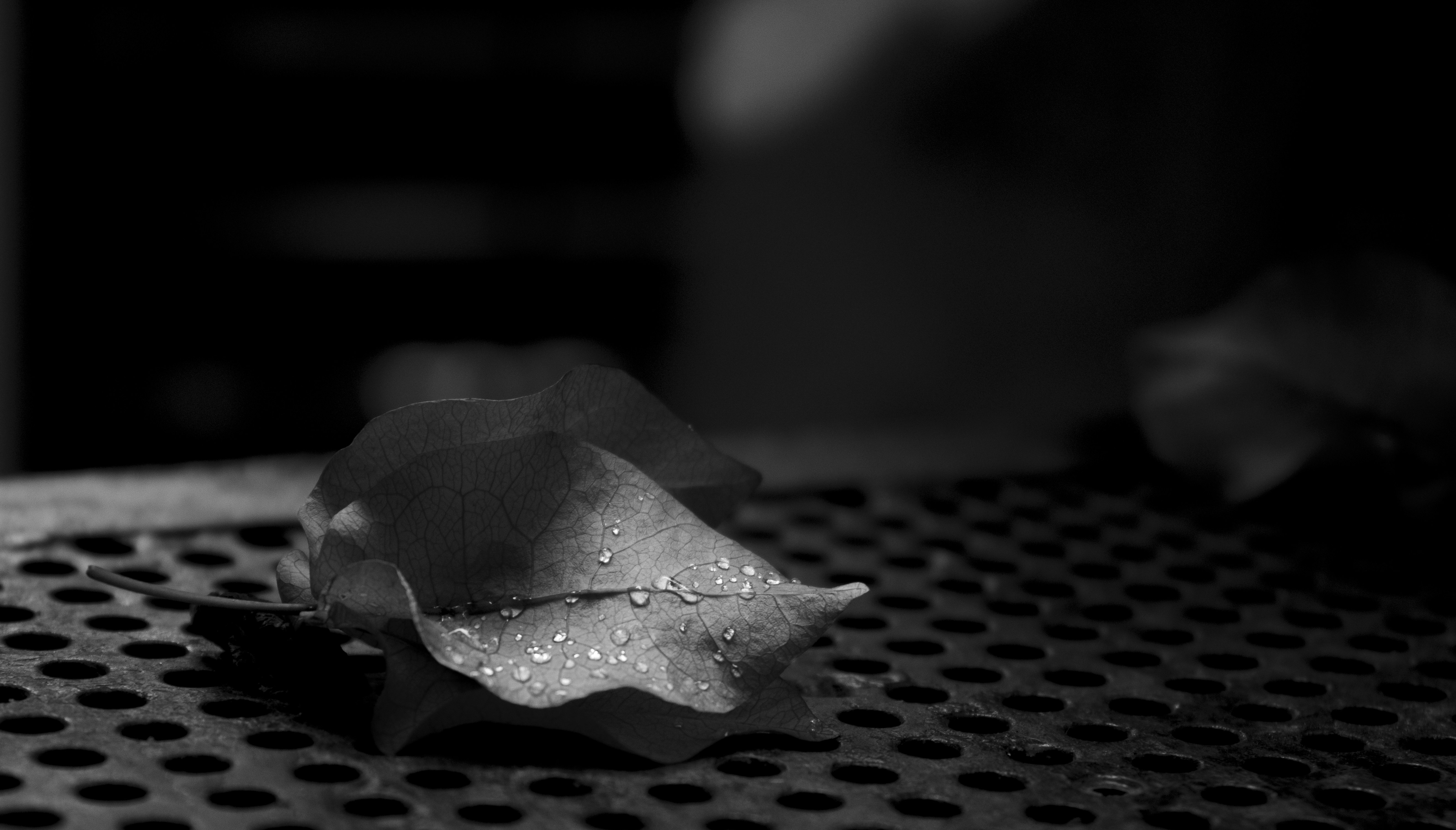 Photo by noire_photos