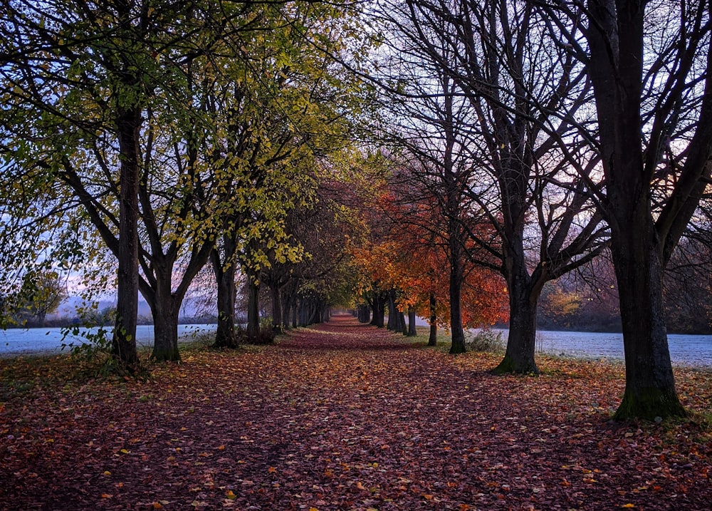 dried leaves on pahtway