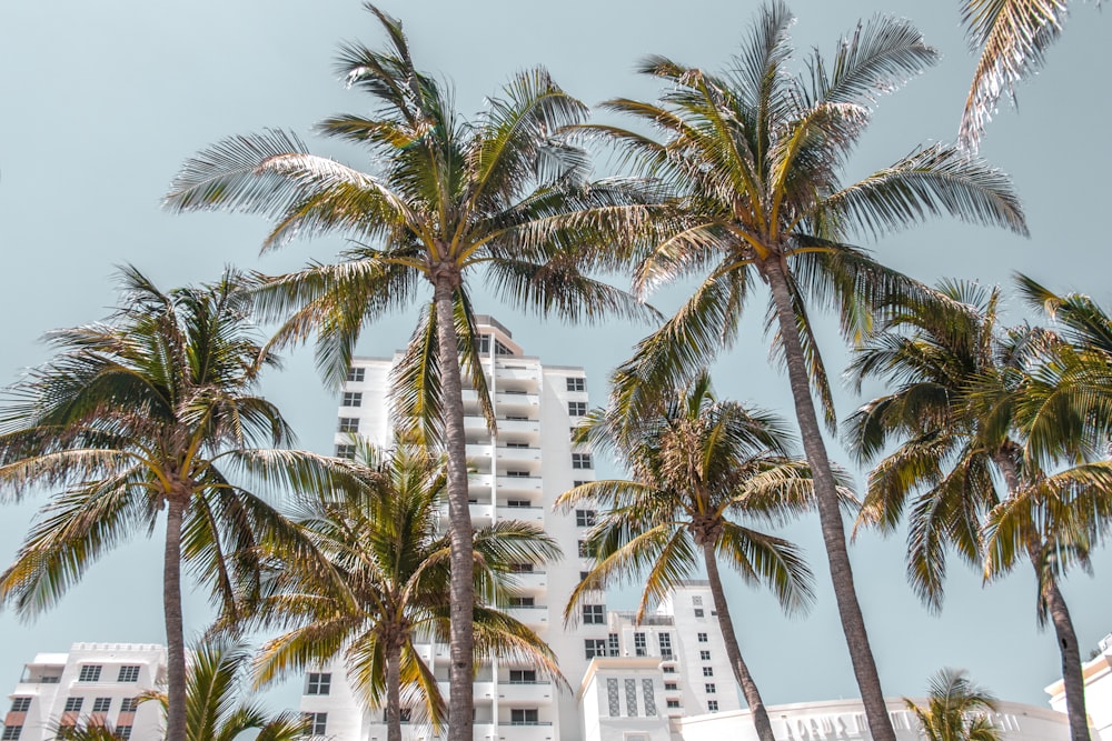 Fotografía de ángulo bajo de edificios de gran altura detrás de cocoteros