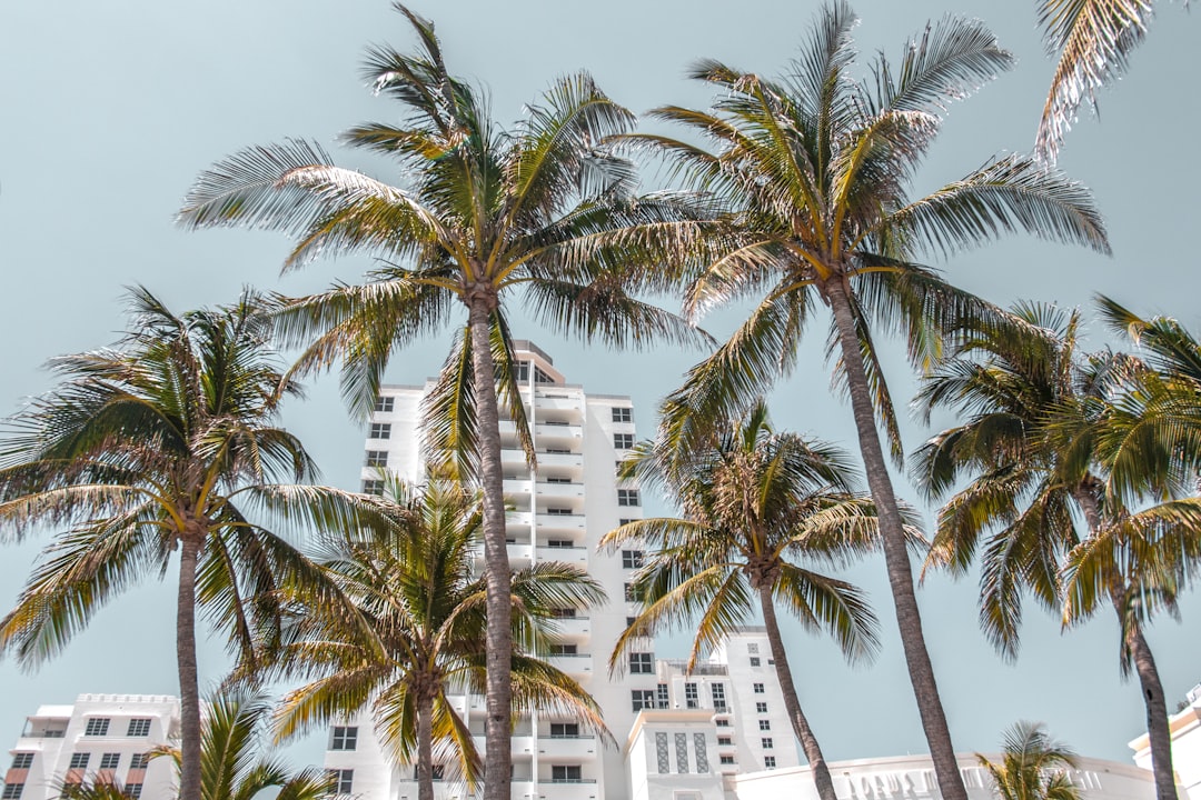 low-angle photography of high rise buildings behind coconut trees, Miami Beach Palm Trees