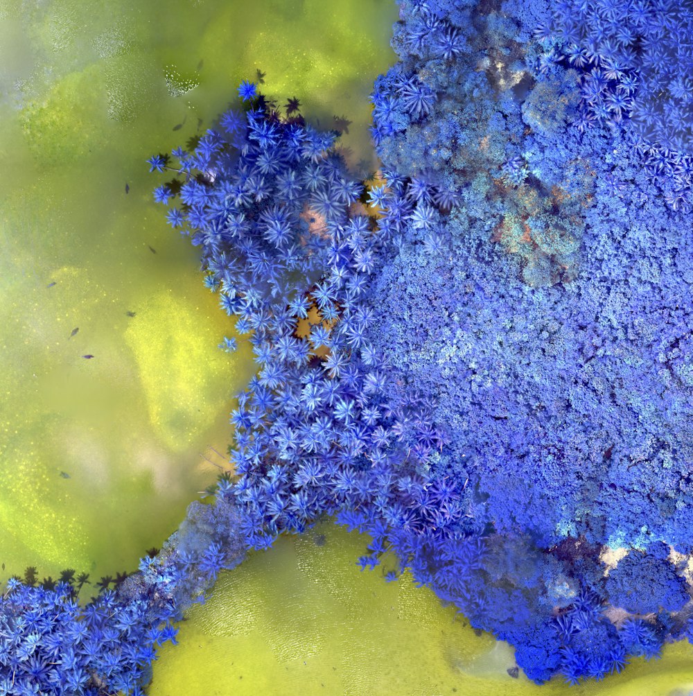 um close up de flores azuis em um fundo amarelo
