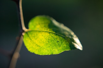 green leaf with bokeh lights