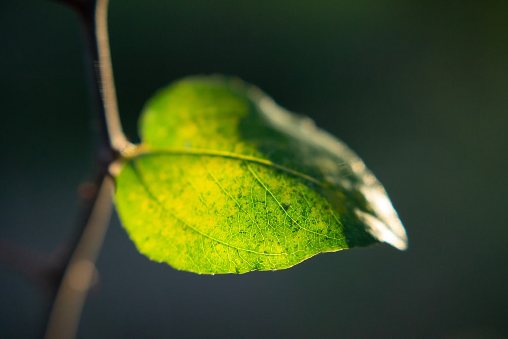 Hoja verde con luces bokeh