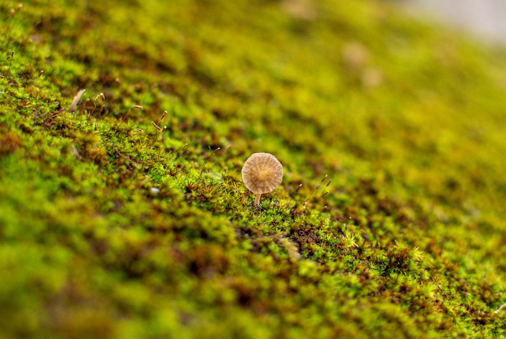 selective focus photo of brown mushroom