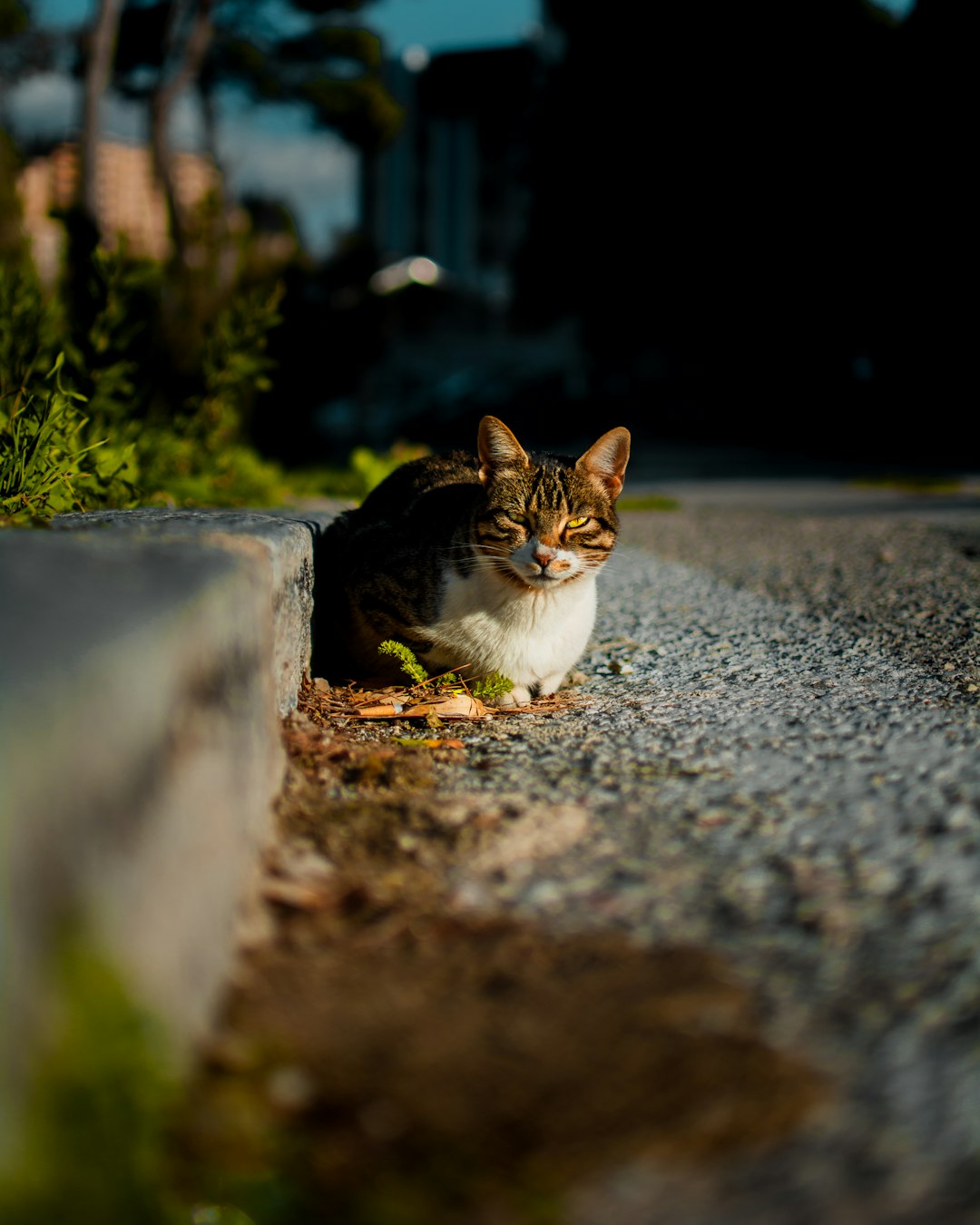 brown tabby cat sitting beside concrete curb