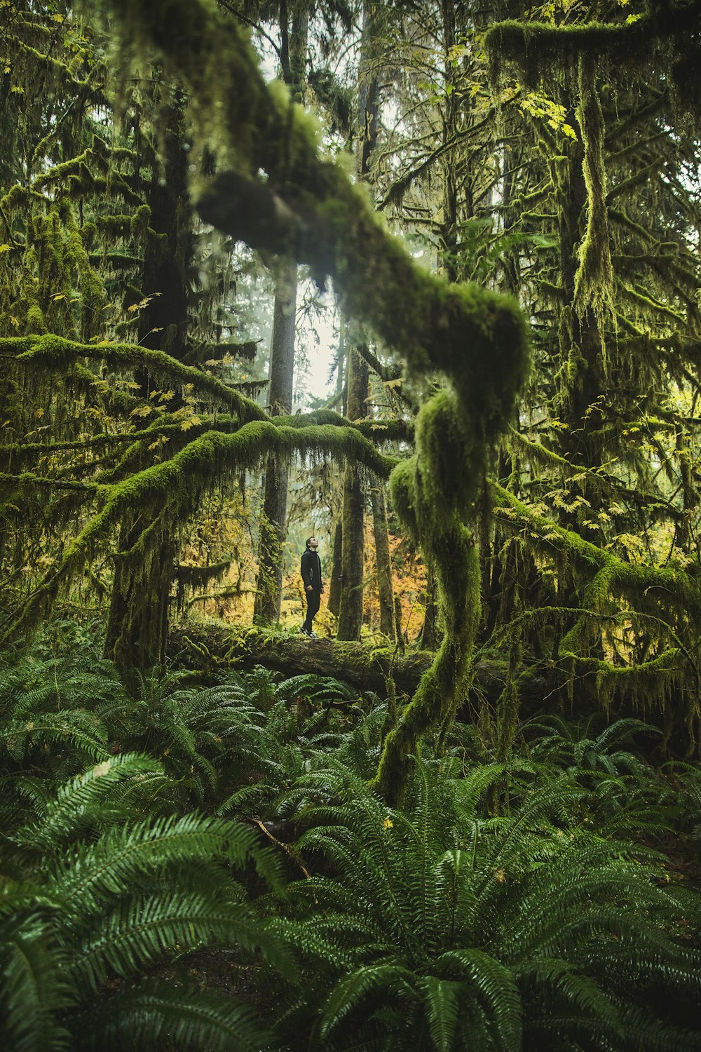 man standing behind trees