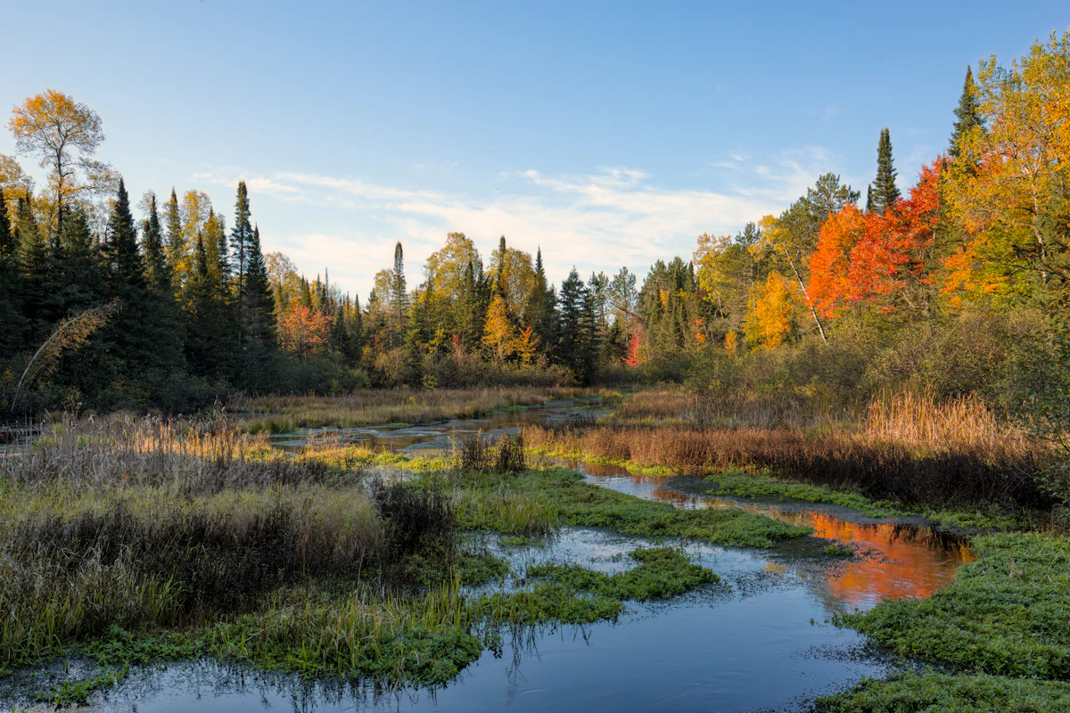 A stream winding through marsh grass below spruce and autumn trees near Brule, Wisconsin