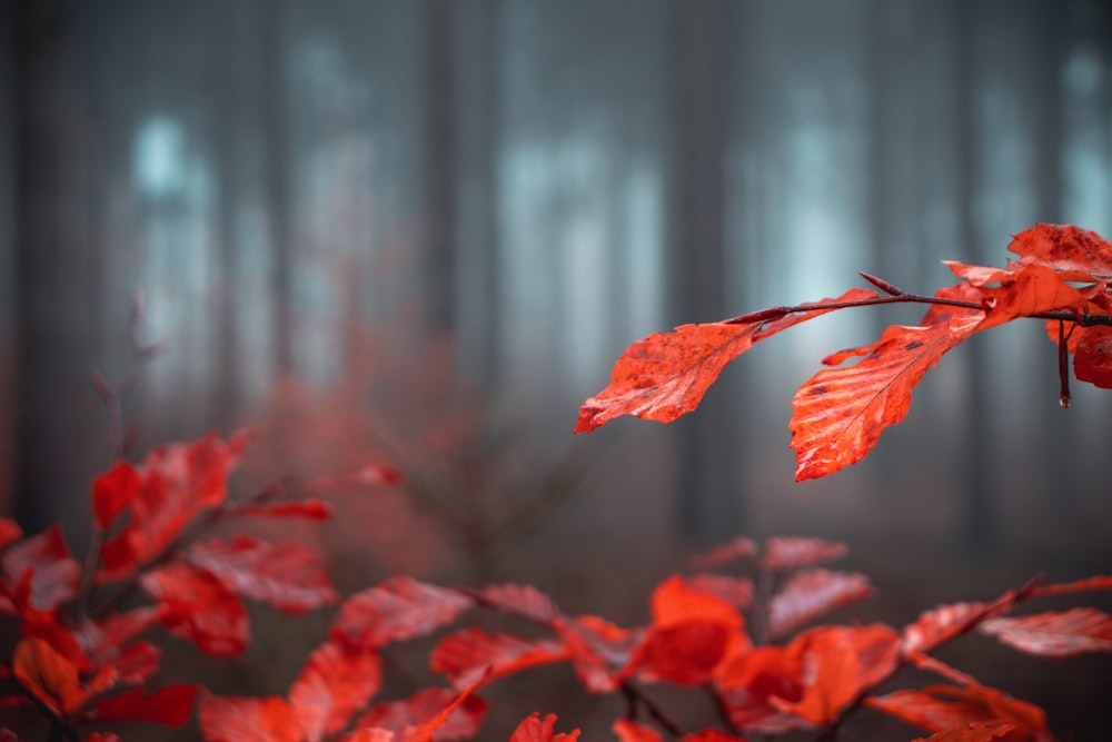 selective focus photo of orange-leafed plants