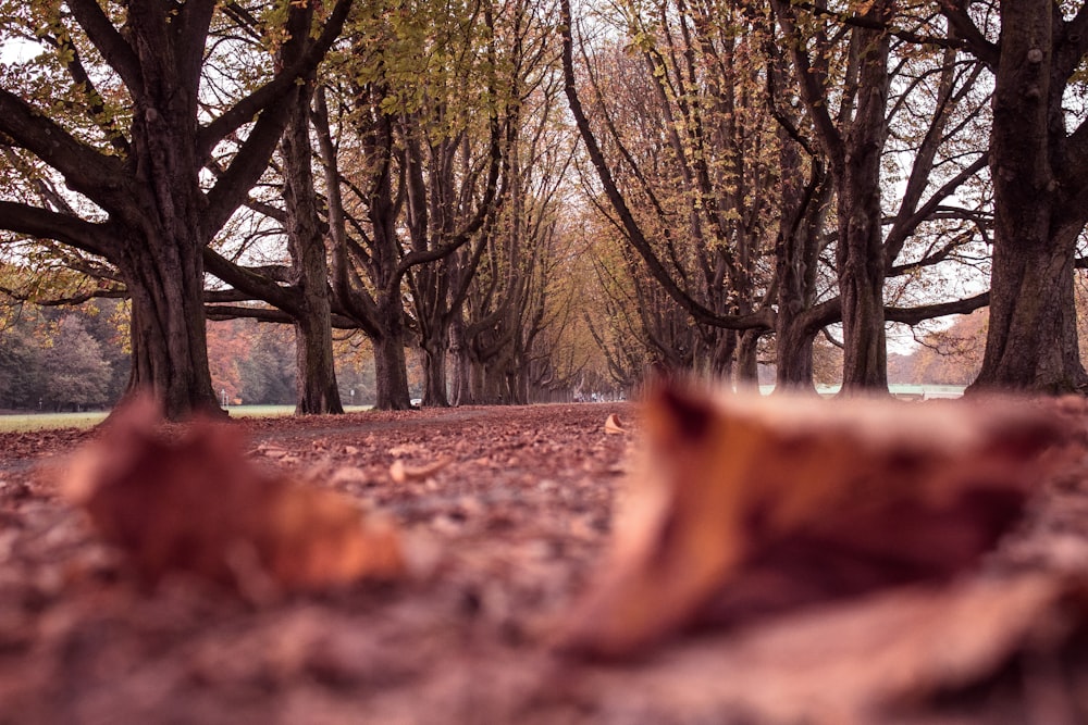 selective focus photo of leaves