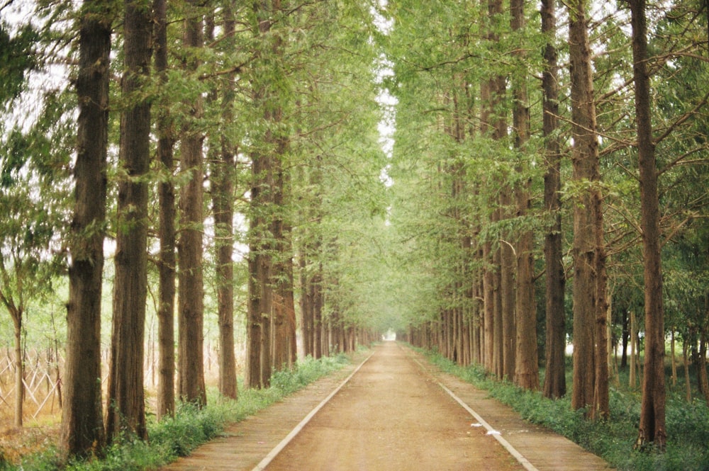 walkway at middle of trees