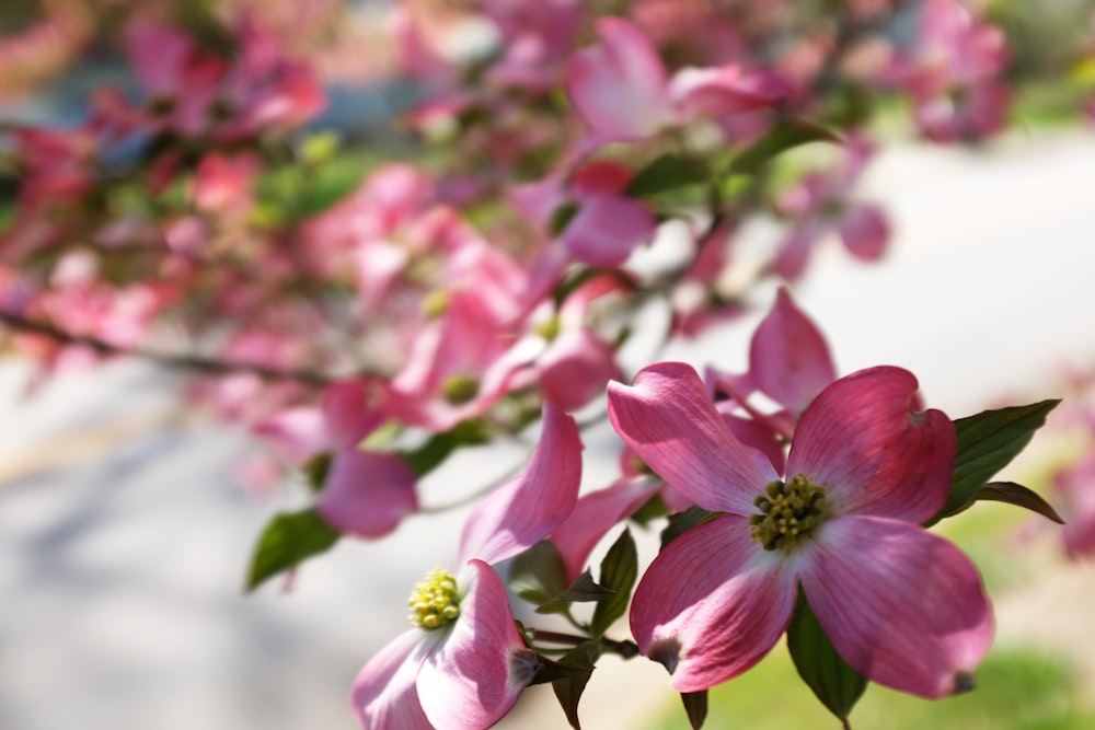 Foto de enfoque selectivo de flores de pétalos rosados