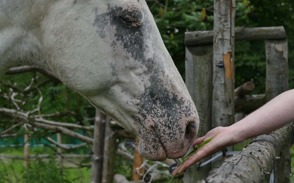 person's hand with leaf in front of white horse