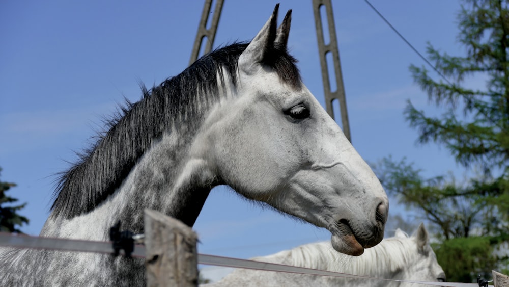 white horse