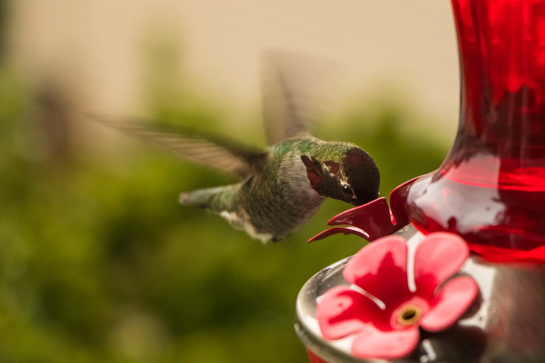hummingbird drinking from flowers
