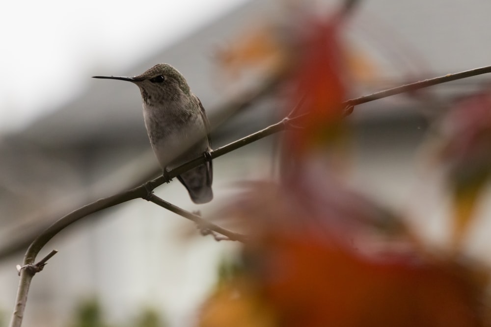 gray hummingbird on tree with bokeh lights