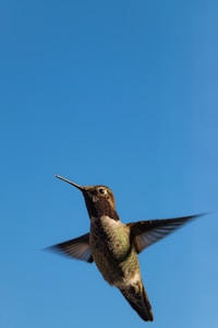 Hummingbird Sculpture