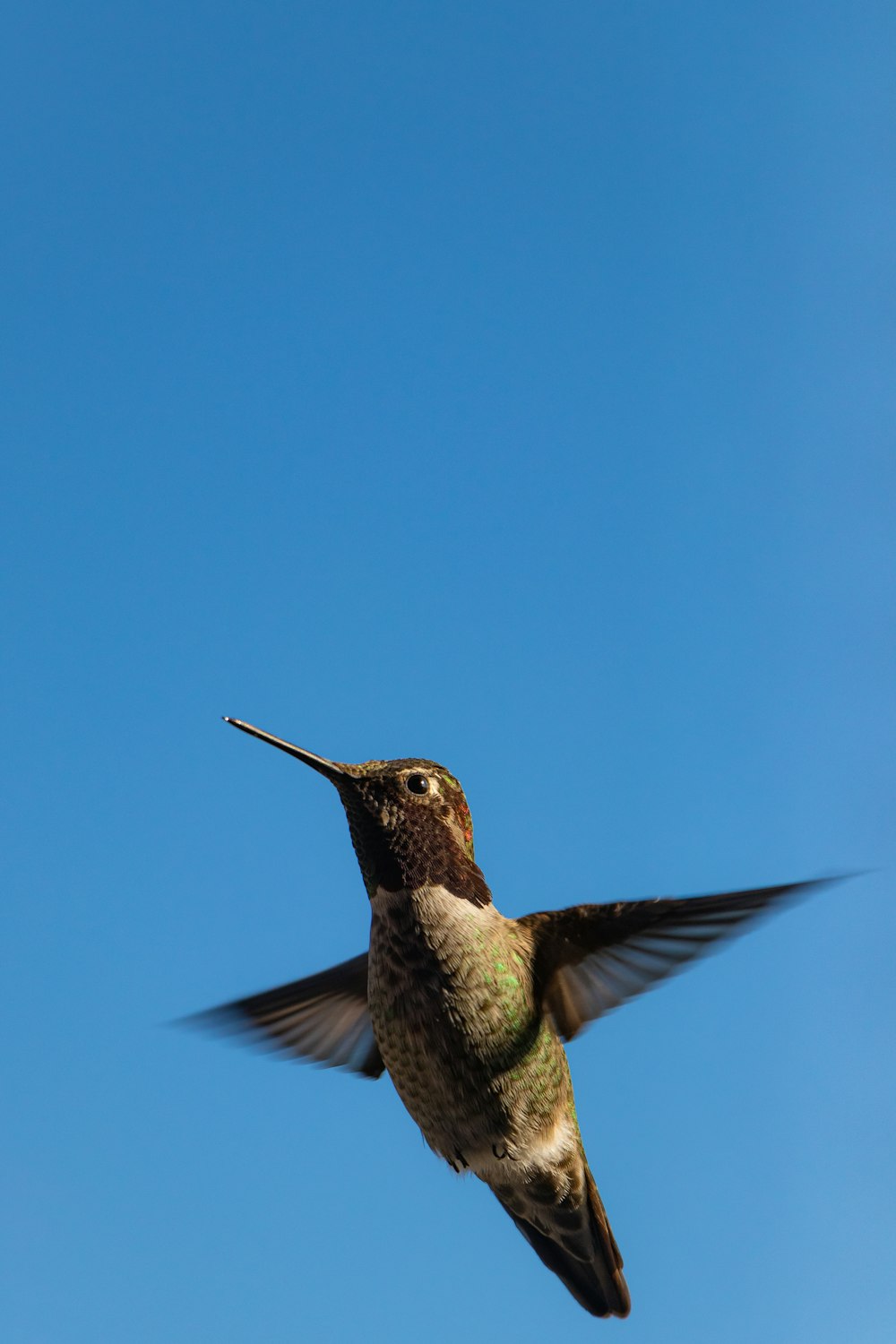 brown and black hummingbird