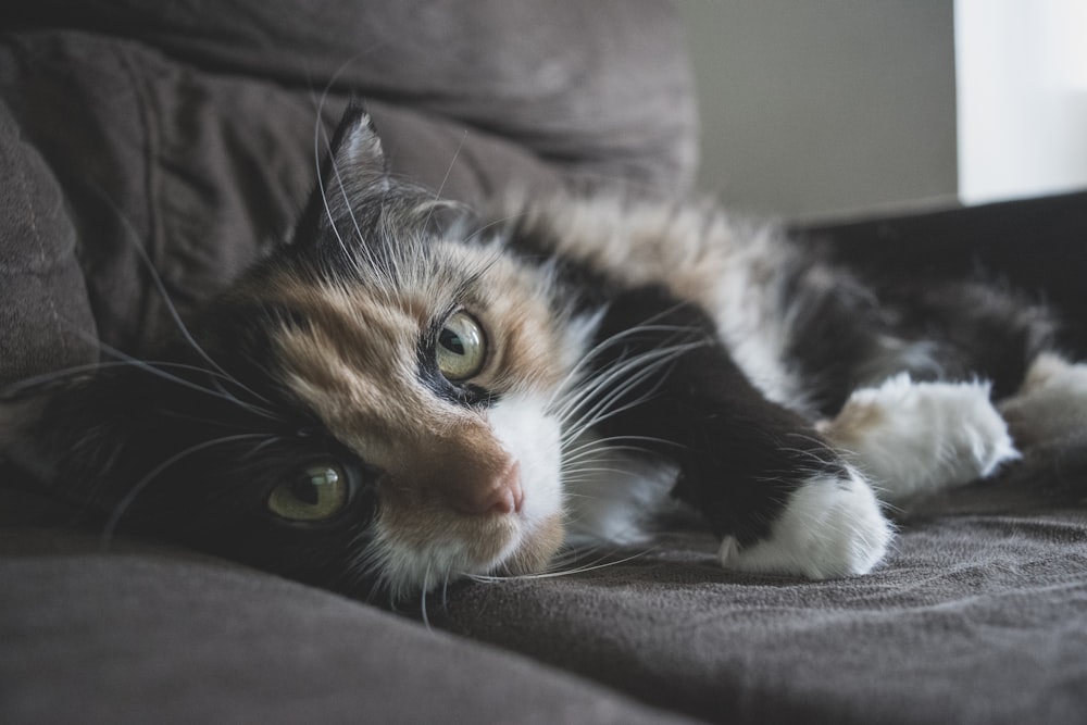 calico kitten on sofa