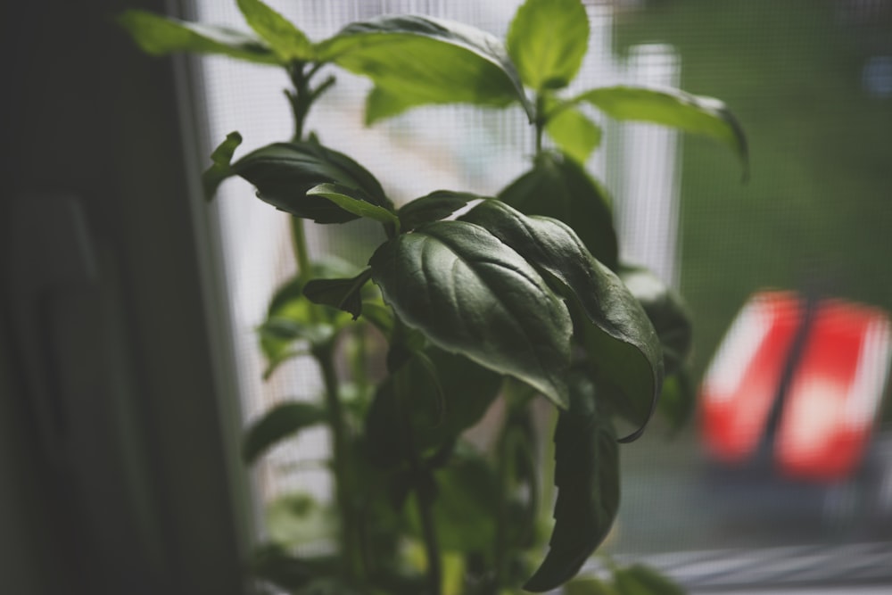 green-leafed plant