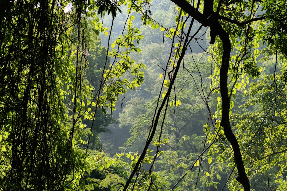 Grüne Waldlandschaft