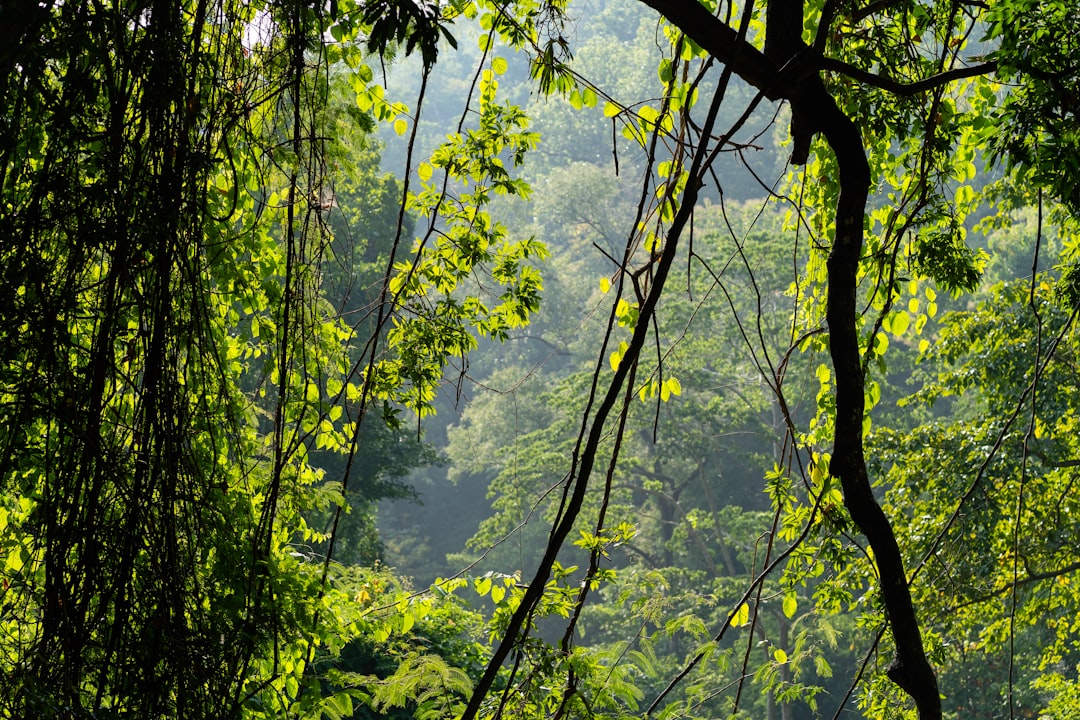 photo of Sukhothai Forest near Sukhothai Historical Park