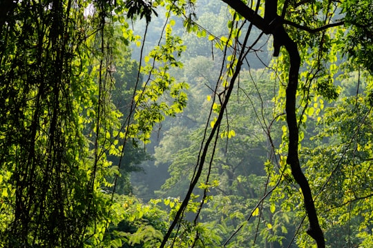 green forest scenery in Sukhothai Thailand