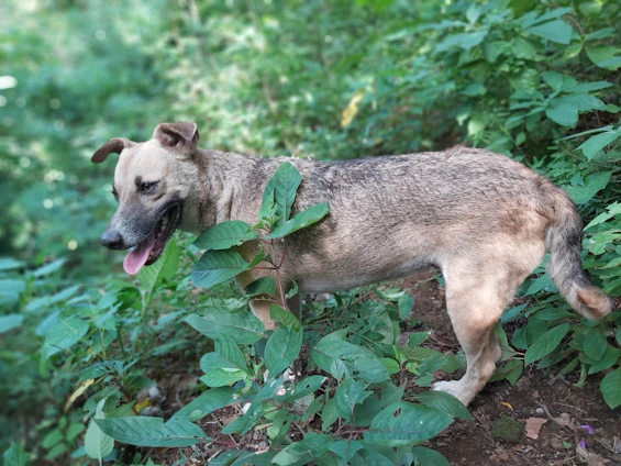 A happy dog enjoying a natural outdoor setting with lush greenery.