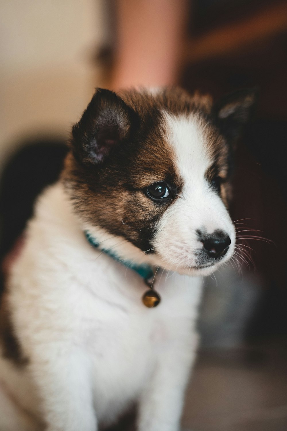 white and black puppy