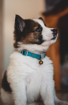 A fluffy puppy with a thick white and brown fur coat is wearing a blue collar adorned with a small bell. The puppy is gazing upwards with attentive eyes, sitting indoors against a softly blurred background.