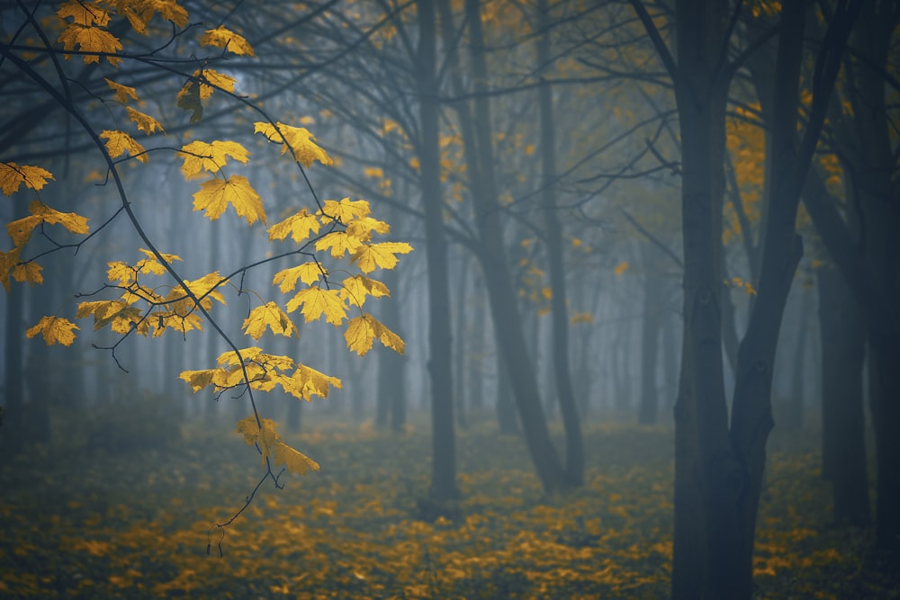 yellow trees in forest